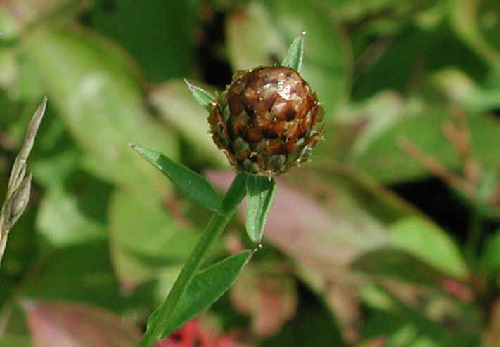 Knapweed - Star Thistle - Bachelor's Button (Centaurea spp.) - 09a