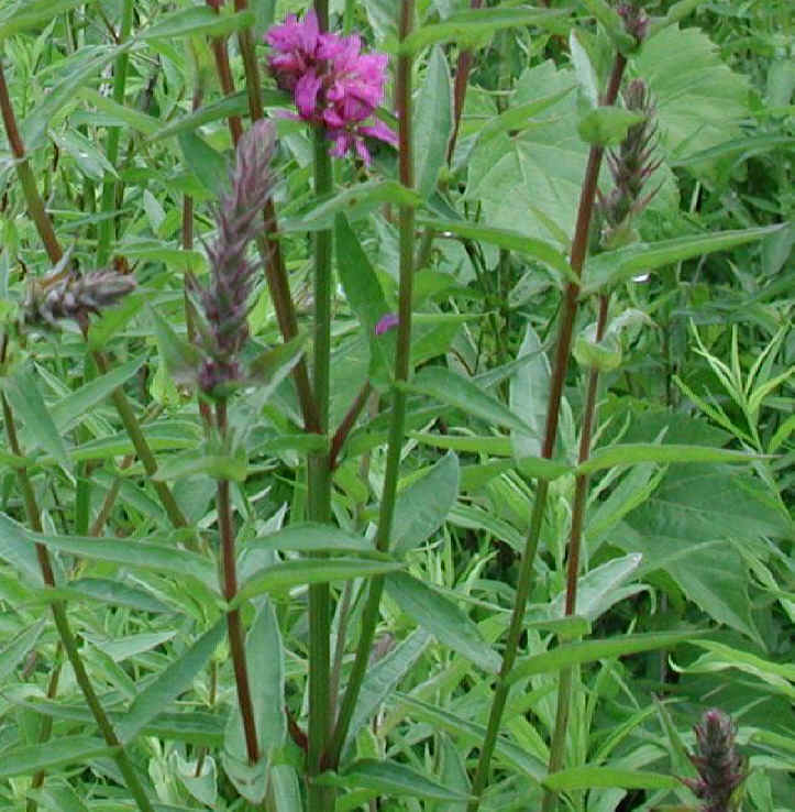 Loosestrife, Purple (Lythrum salicaria) - 01a
