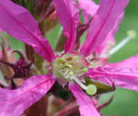 Loosestrife, Purple (Lythrum salicaria) - 03