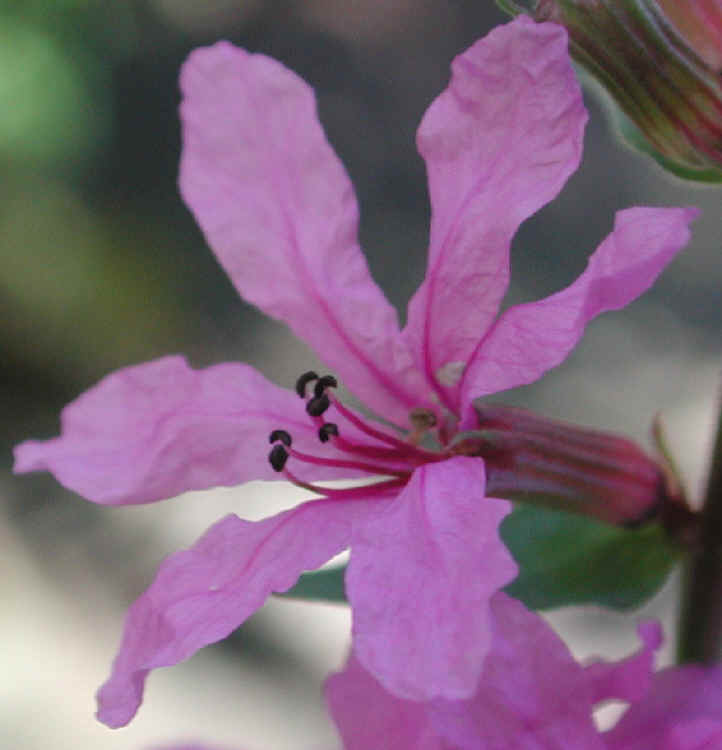Loosestrife, Purple (Lythrum salicaria) - 11