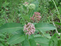 Milkweed (Asclepias syriaca)