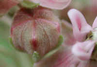 Milkweed (Asclepias syriaca) - 05