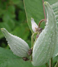 Milkweed (Asclepias syriaca) - 07