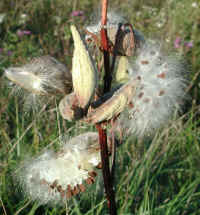 Milkweed (Asclepias syriaca) - 08