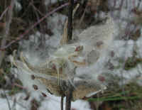 Milkweed (Asclepias syriaca) - 12