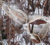 Milkweed (Asclepias syriaca) - 14a
