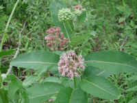 Milkweed (Asclepias syriaca)