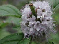 American Wild Mint (Mentha arvensis) - 06
