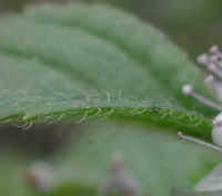 American Wild Mint (Mentha arvensis) - 06b