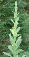 Common Mullein (Verbascum thapsus)