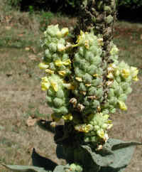 Mullein, Common (Verbascum thapsus) - 06