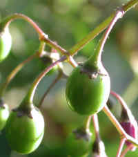 Nightshade, Bittersweet Nightshade (Solanum dulcamara) - 04a