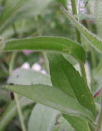 Orange Coneflower (Rudbeckia fulgida) - 03