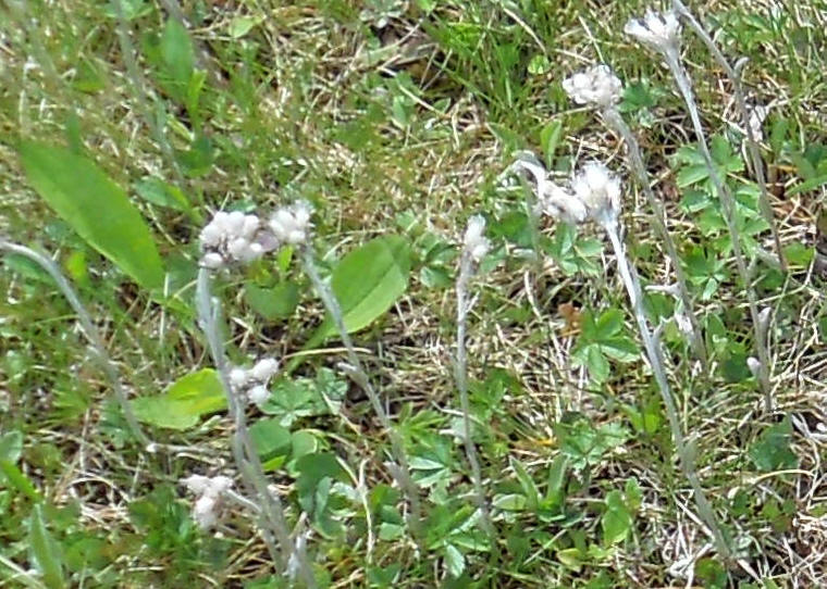 Pussytoes, Plantain-leaved (Antennaria plantaginifolia) aka Woman's Tobacco - 01a