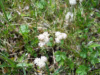 Pussytoes, Plantain-leaved (Antennaria plantaginifolia) - 04