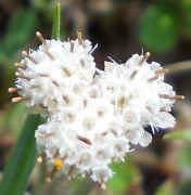 Pussytoes, Plantain-leaved (Antennaria plantaginifolia)