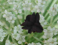 Queen Anne's Lace (Daucus carota) - 09a
