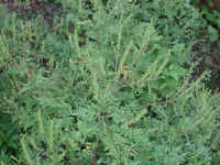Ragweed, Common (Ambrosia artemisiifolia) - 01