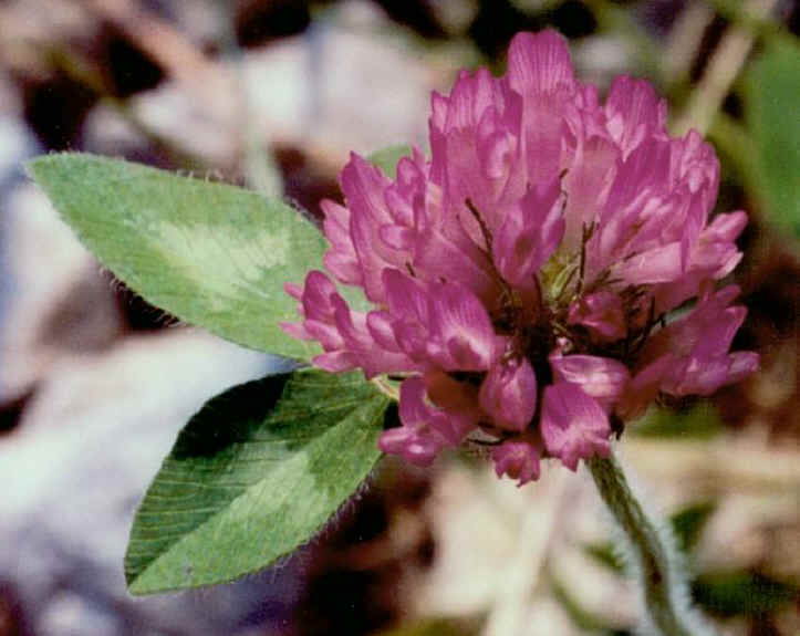 Red Clover (Trifolium pratense) - 06
