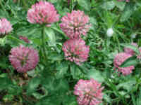Red Clover (Trifolium pratense) - 03