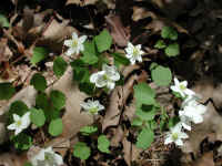 Rue Anemone (Thalictrum thalictroides or Anemonella thalictroides) - 01