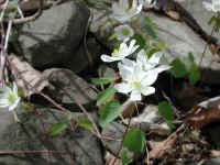 Rue Anemone (Thalictrum thalictroides or Anemonella thalictroides) - 11