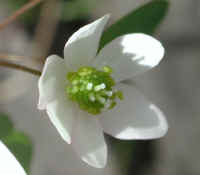 Rue Anemone (Thalictrum thalictroides or Anemonella thalictroides) - 15