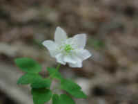 Rue Anemone (Thalictrum thalictroides or Anemonella thalictroides) - 18