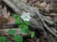 Rue Anemone (Thalictrum thalictroides or Anemonella thalictroides) - 19