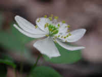 Rue Anemone (Thalictrum thalictroides or Anemonella thalictroides) - 21