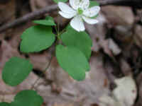 Rue Anemone (Thalictrum thalictroides or Anemonella thalictroides) - 22