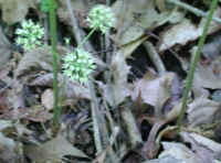 Sarsaparilla, Wild (Aralia nudicaulis) - 04