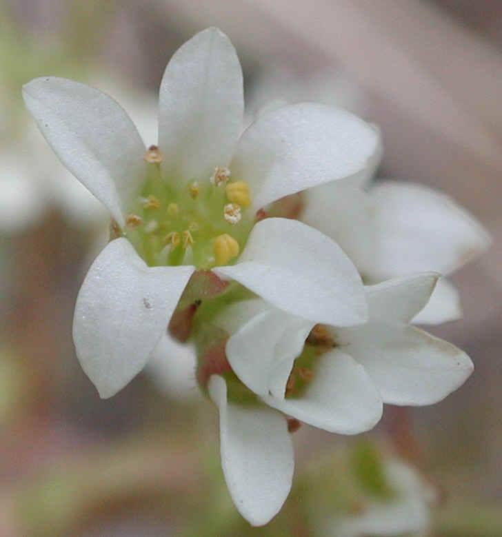 Saxifrage, Early - 04