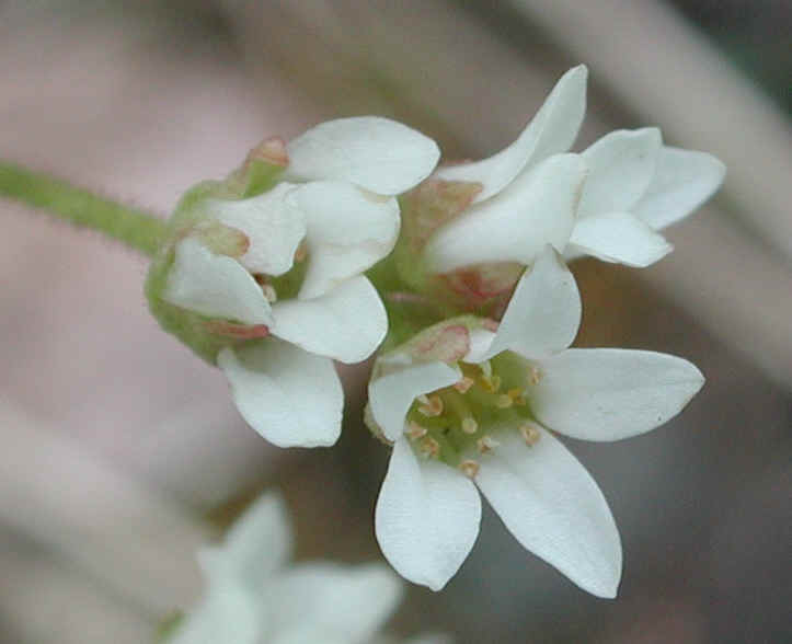 Saxifrage, Early - 05