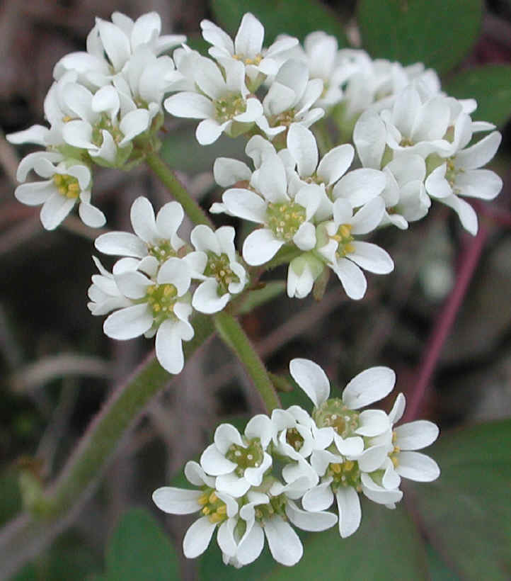 Saxifrage, Early - 06