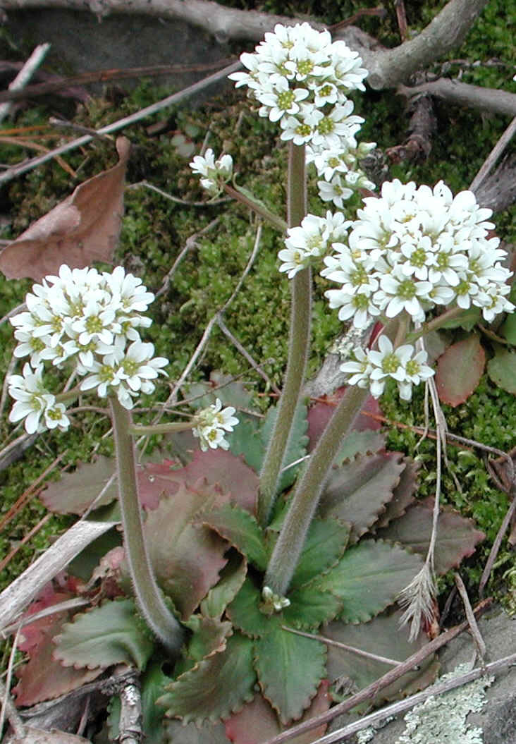 Saxifrage, Early - 07