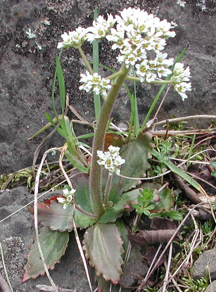 Saxifrage, Early - 11