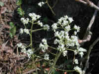 Saxifrage, Early - 12