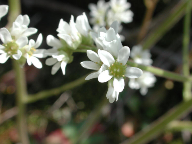 Saxifrage, Early - 13