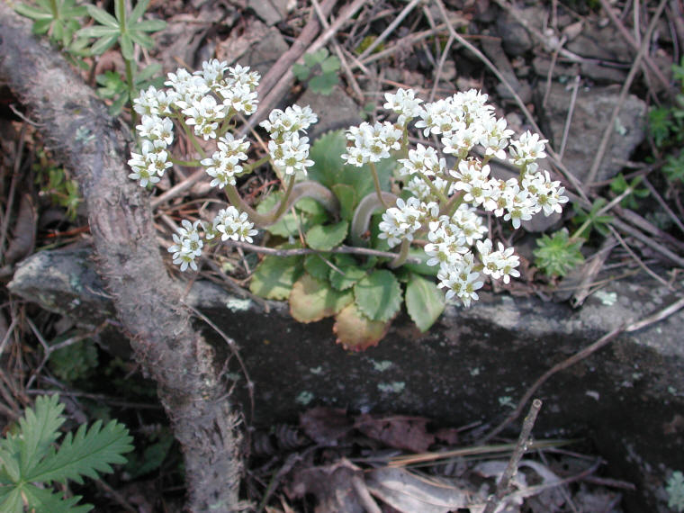 Saxifrage, Early - 14