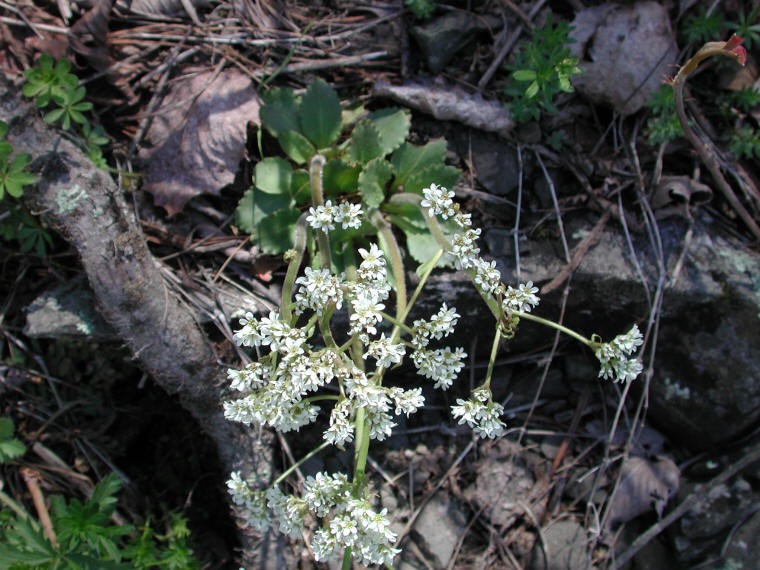 Saxifrage, Early - 21