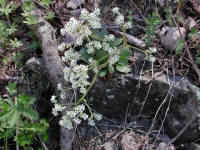 Saxifrage, Early - 25