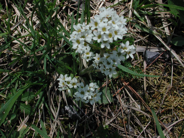 Saxifrage, Early - 28