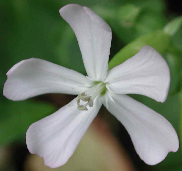 Soapwort (Saponaria officinalis) - 02