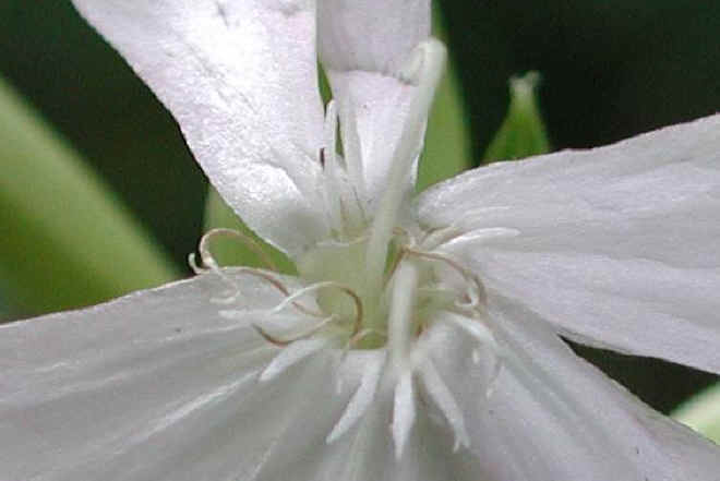 Soapwort (Saponaria officinalis) - 03