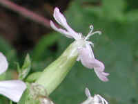 Soapwort (Saponaria officinalis) - 04
