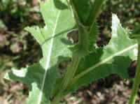 Sow-Thistle, Common (Sonchus oleraceus) - 07