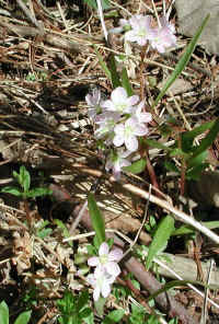 Spring Beauty or Springbeauties (Claytonia virginica) - 01