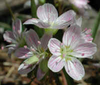 Spring Beauty or Springbeauties (Claytonia virginica) - 02