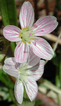Spring Beauty or Springbeauties (Claytonia virginica) - 04